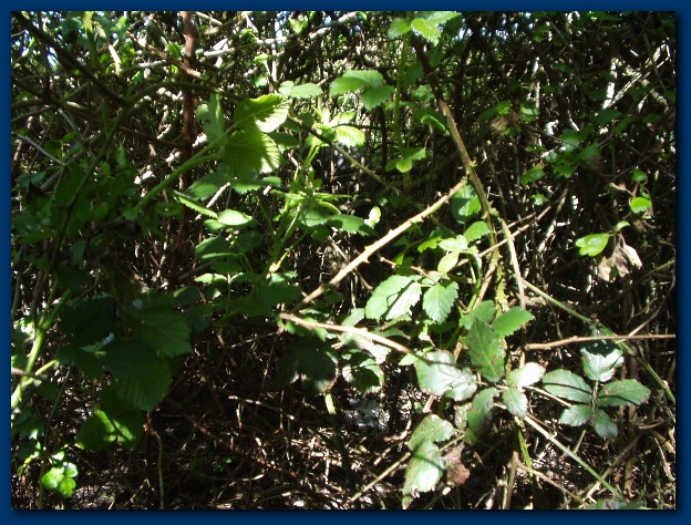 600x449 pixels (199K)